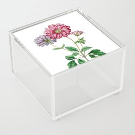 Vintage Hyacinth Botanical Illustration on Pure White Acrylic Box