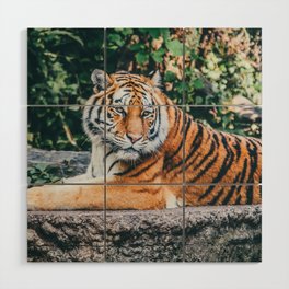 Majestic Tiger Sitting On A Rock Photography Wood Wall Art