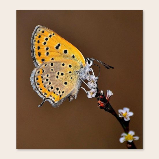 Flower Canvas Print