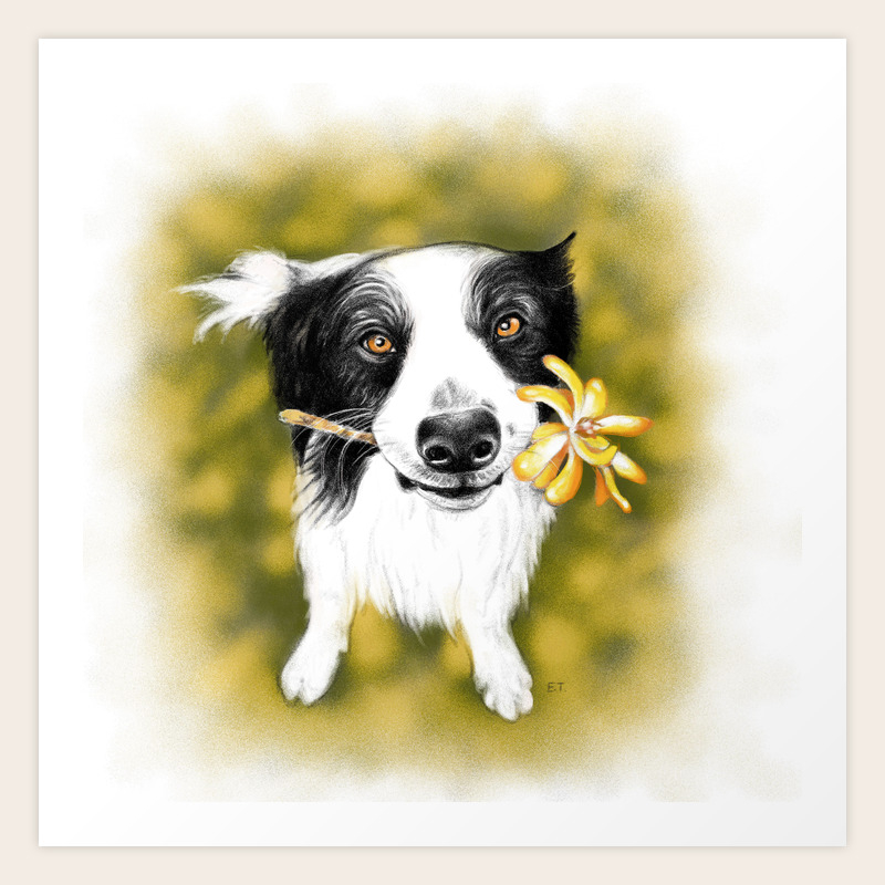 collie art