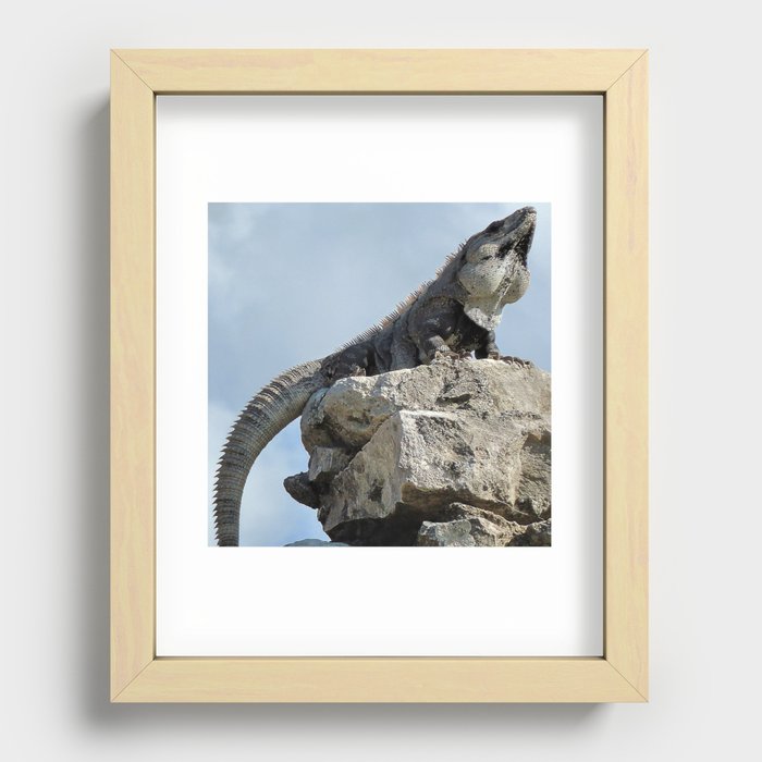 Mexico Photography - Majestic Iguana Standing On Rocks Recessed Framed Print