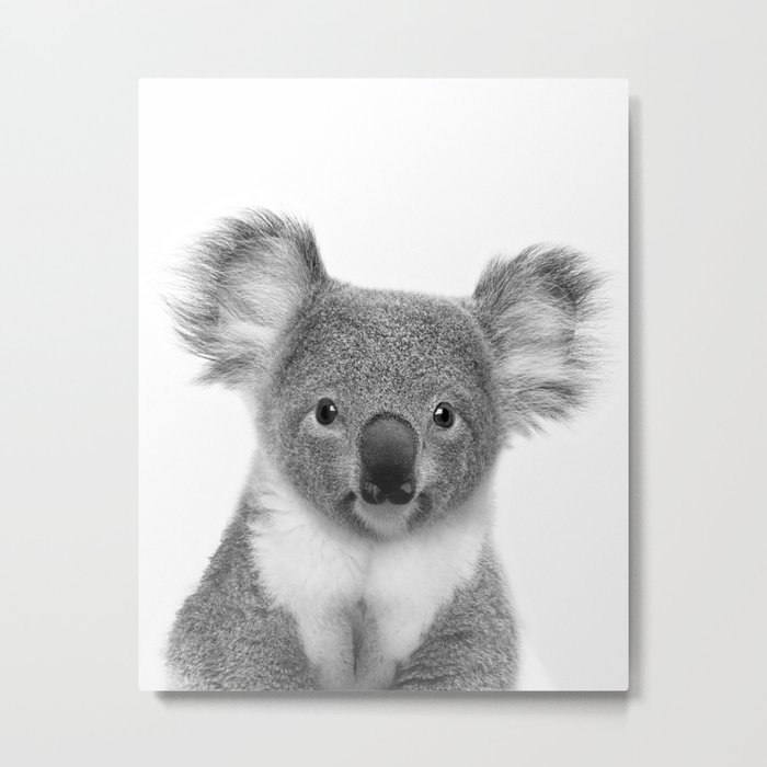 Koala Metal Print