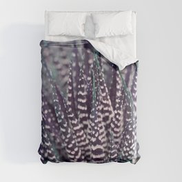 Zebra plant (Haworthia) Comforter