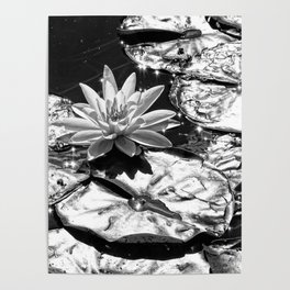 Water Lilies Shining Silver in the Sun Poster