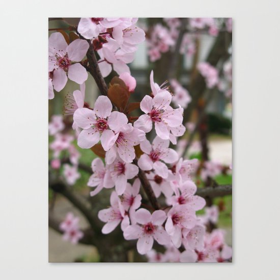 Cherry Plum Blossoms Canvas Print