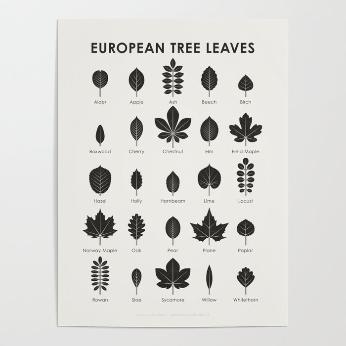 [Old Version] Tree Leaves Identification Chart Poster
