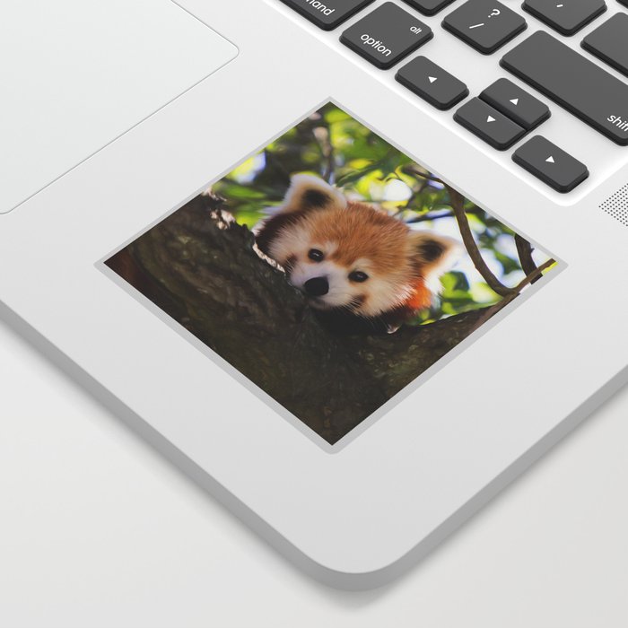 Red Panda Cutie Sticker