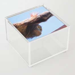 orangutan next step Acrylic Box
