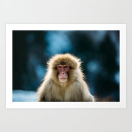 Snow Monkey Art Print | Photo, Nature, Color, Digital, Snowmonkey, Winter, Jigokudani, Japanese, Animal, Japan 