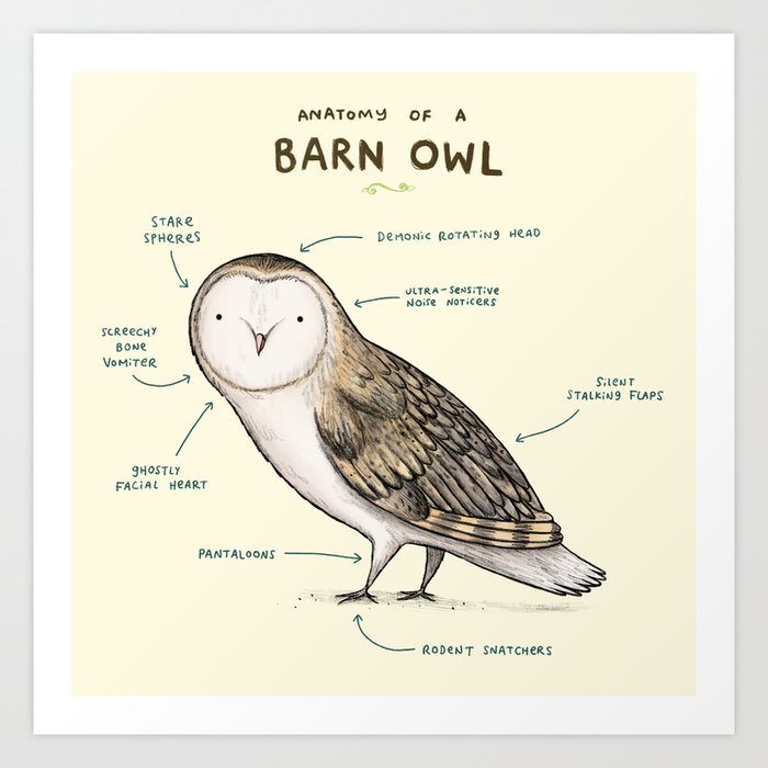 Anatomy of a Barn Owl Art Print by Sophie Corrigan Society6