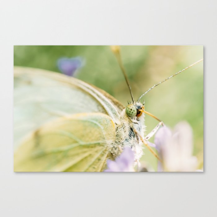 White Butterfly, Macro Photography, Wall Art Print, Nature Details, Close-Up Photography Canvas Print