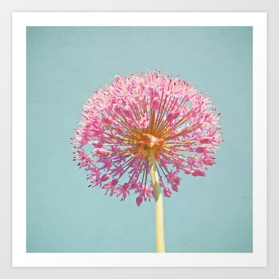 Pink Allium Art Print