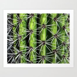 Barrell Cactus Prickly Closeup Art Print