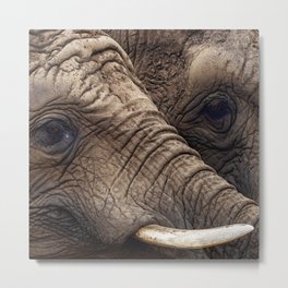 Wild Africa elephants in South Africa Metal Print