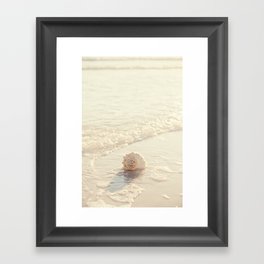 Seashell by the Seashore I Framed Art Print