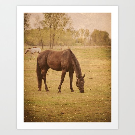 Horse Photograph. Wisconsin Landscape and Nature. Horse Grazing. Art Print