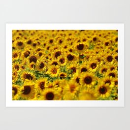 Blooming Sunflowers Art Print