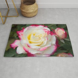 Multi Colored Rose Rug | Beauty, Lovely, Affectionate, Rose, Pink, Photo, Flower, Blooming, Bloom, Outdoors 