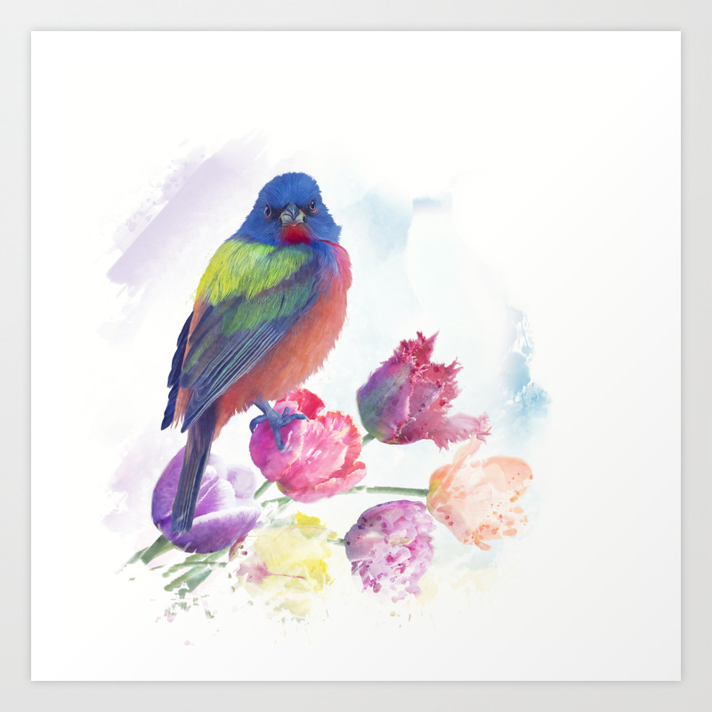 Male Painted Bunting With Tulips Watercolor Painting Art Print By
