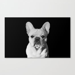 Frenchie Canvas Print