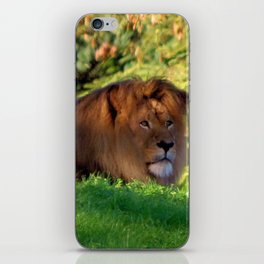 King of the Jungle - Lion deep in thought iPhone Skin
