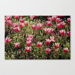 Garden of pink tulips | Spring in Europe Canvas Print