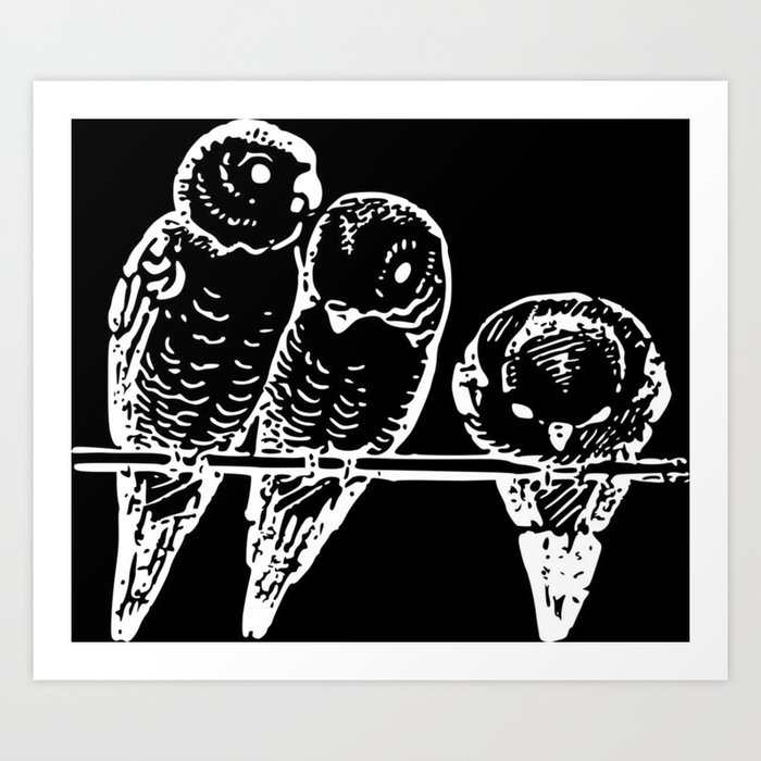 Three Birds Pudgies Black Birds Black Parakeets Dark Arts Art Print By Gypsydreams06