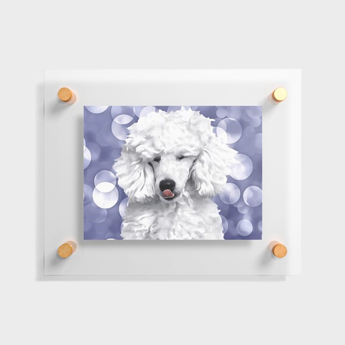 A Poodle. (Painting.) Floating Acrylic Print