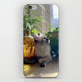 Ragdoll Kitten with Houseplants iPhone Skin