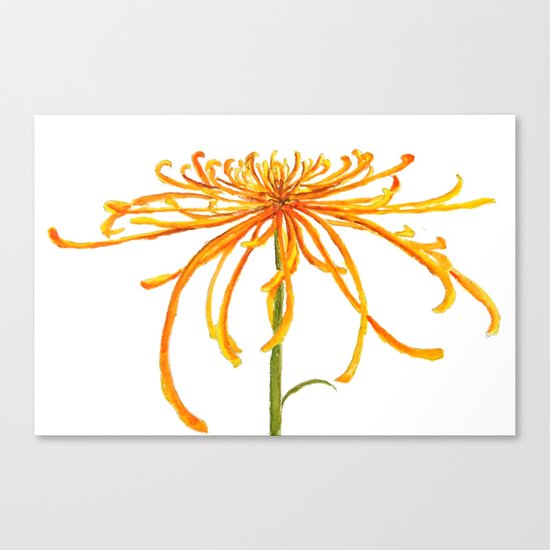 one orange chrysanthemum Canvas Print