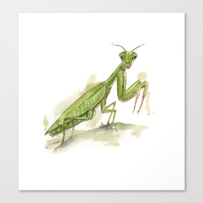 Botanical Praying Mantis Canvas Print