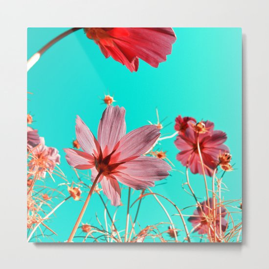 cosmos flowers abstract I Metal Print