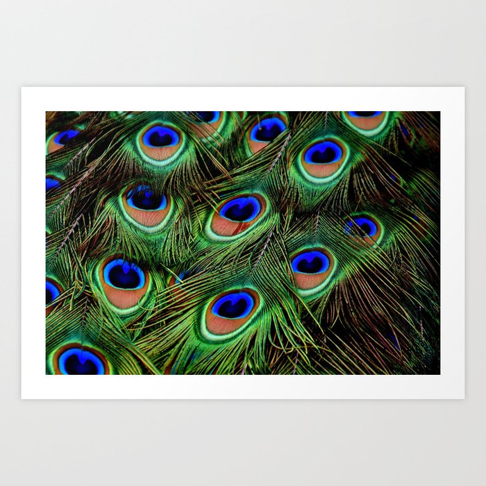 Peacock Feathers Plumage Pattern Art Print