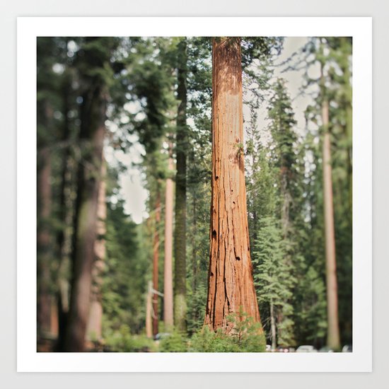 Giant Sequoia Art Print