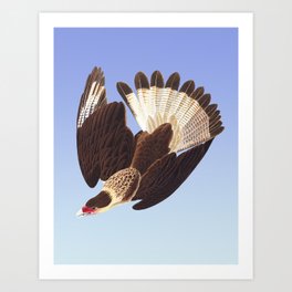 Brazilian Caracara Eagle by Audubon Art Print