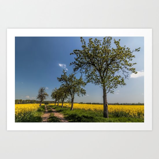 Spring landscape- a trail in the rapeseed Art Print