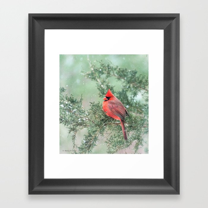 Christmas Bird: Northern Cardinal Framed Art Print