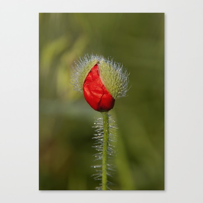 Poppy Canvas Print by gouzelka