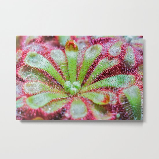 Drosera Metal Print