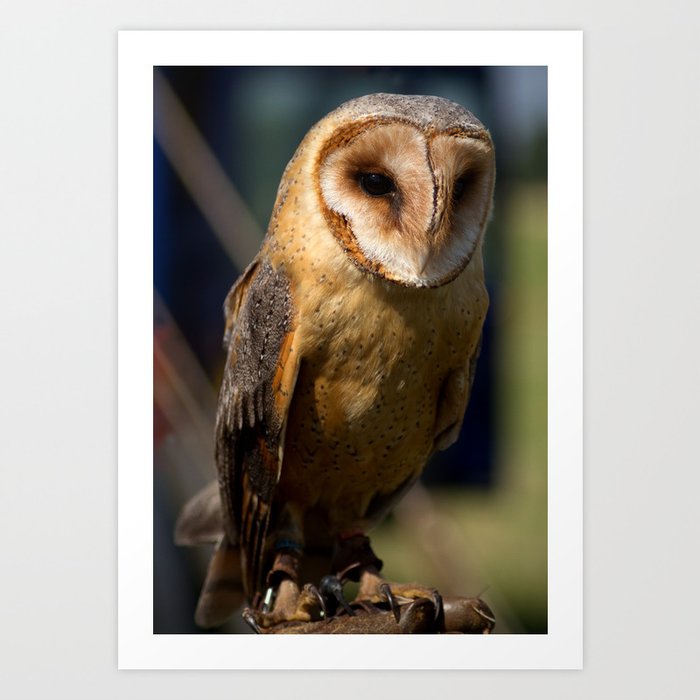 Dusk Dark Breasted Barn Owl Art Print By Paulholman Society6