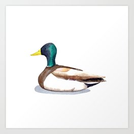 Mallard Art Print | Lake, Duck, Swim, Chic, Painting, Cute, Bird, Sketch, Animal, Green 