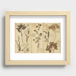 Dried plants - Vintage Herbarium Recessed Framed Print