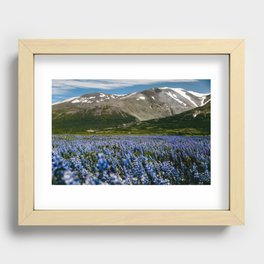 Iceland lupine landscape / mountain view with flowers / fine art travel Recessed Framed Print