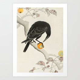 Crow eating persimmon Fruit - Vintage Japanese Woodblock Print Art Art Print