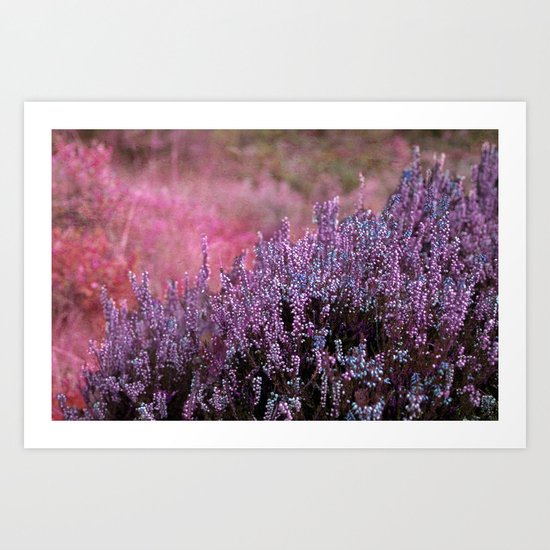 Calluna Art Print