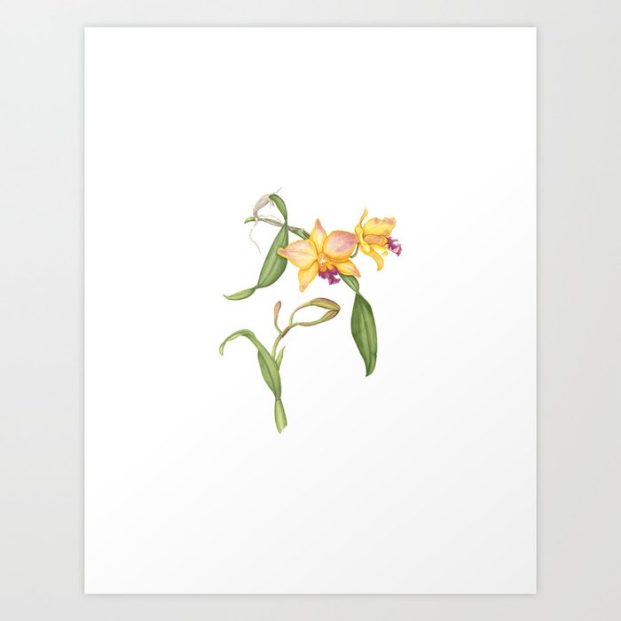 Flowering yellow cattleya orchid plant Art Print