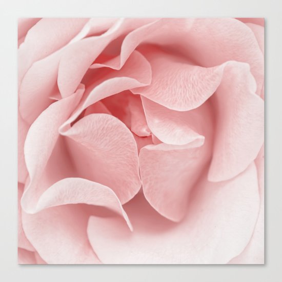 Pink flora Rose Bud- Roses and flowers Canvas Print