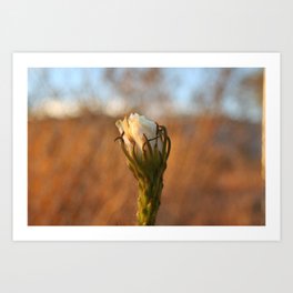 Cactus Bloom Art Print | Cactus, Cacti, Cactusflower, Desertflower, Springbloom, Bloom, Nature, Photo, Flower 