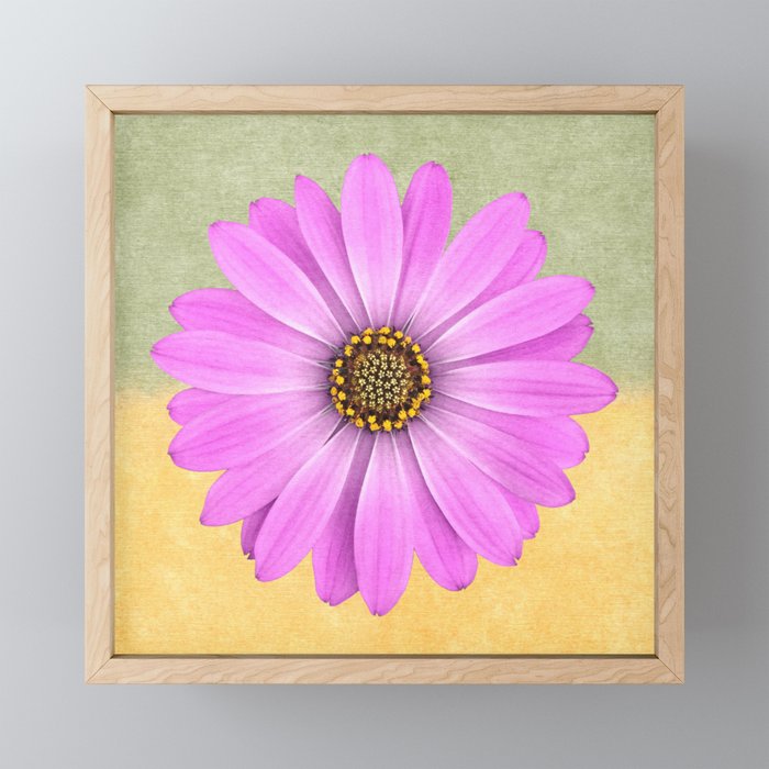 Purple African Daisy Flower on Green Orange Textured Background Framed Mini Art Print