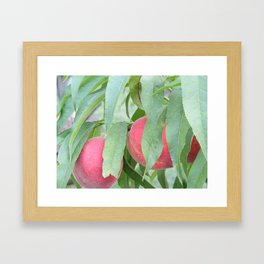 Dangling Fruit Framed Art Print